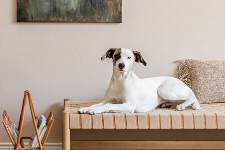Hund auf Terrasse einer Ferienwohnung